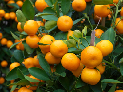doTERRA wild orange Wildorange ätherisches Öl 15 ml