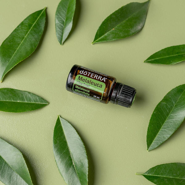 doTERRA Teebaum (Tee tree) ätherisches Öl 15 ml