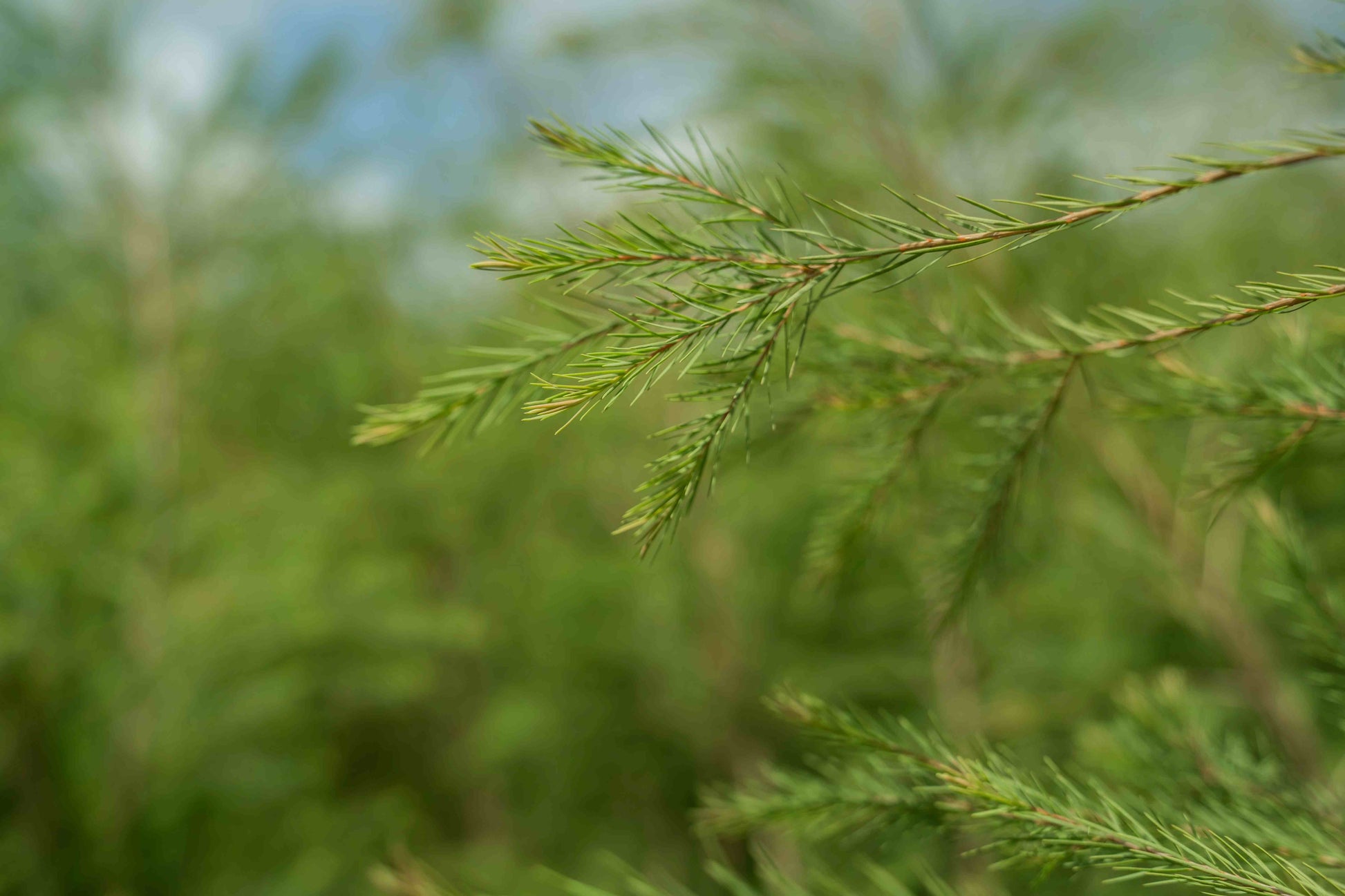 doTERRA Teebaum (Tee tree) ätherisches Öl 15 ml