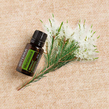 doTERRA Teebaum (Tee tree) ätherisches Öl 15 ml