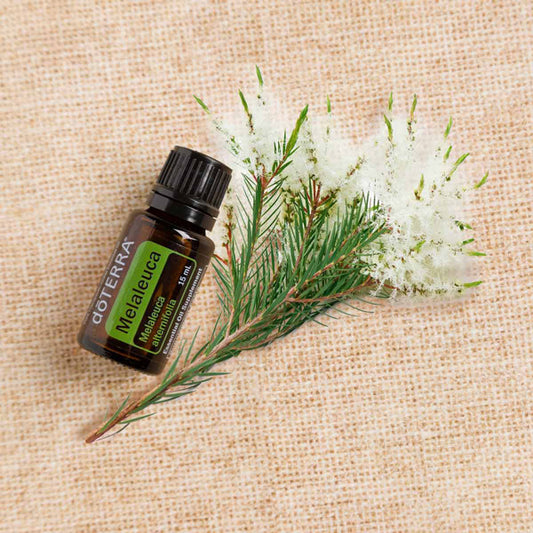 doTERRA Teebaum (Tee tree) ätherisches Öl 15 ml
