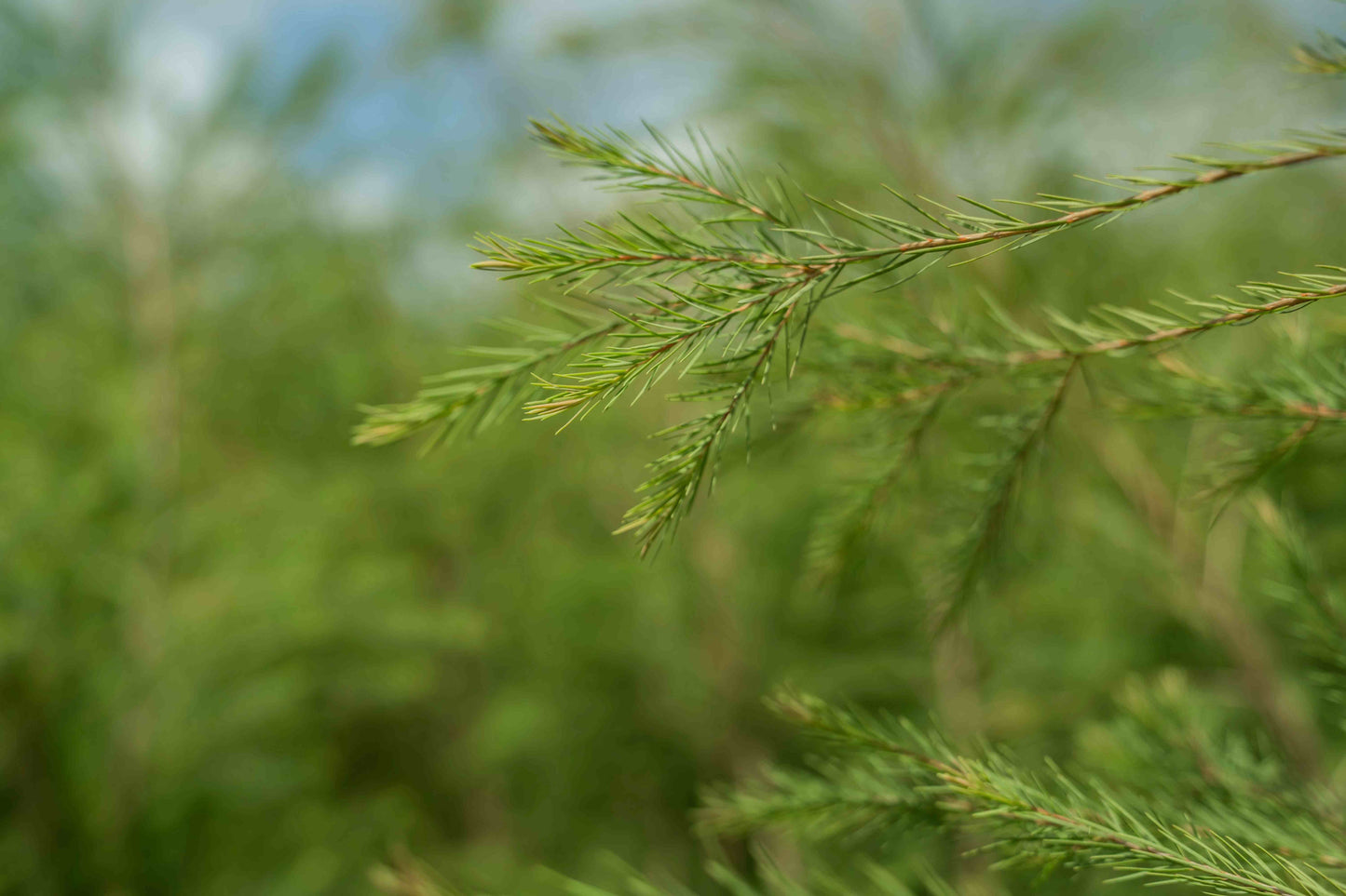 doTERRA Teebaum (Tee tree) ätherisches Öl 15 ml