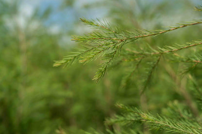 doTERRA Teebaum (Tee tree) ätherisches Öl 15 ml