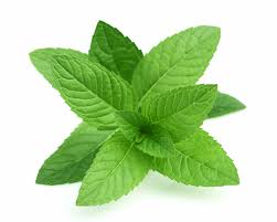 doTERRA Pfefferminze Perlen (Peppermint oil beadlet)