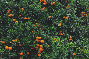 Mandarine - tangerine