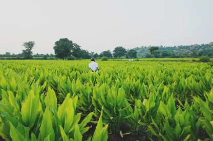 Kurkuma - turmeric