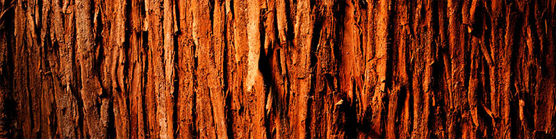 doTERRA Rotzeder (Cedarwood) ätherisches Öl 15 ml