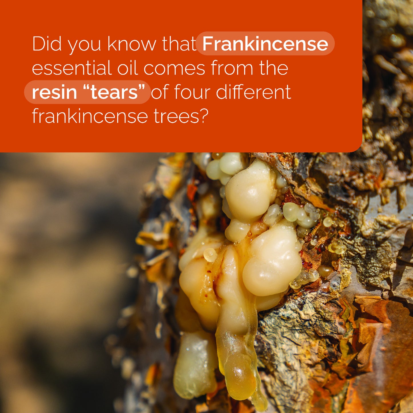 doTERRA Weihrauch ätherisches Öl frankincense 15 ml
