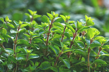 Majoran - marjoram