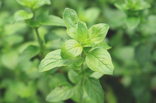 Oregano - oregano