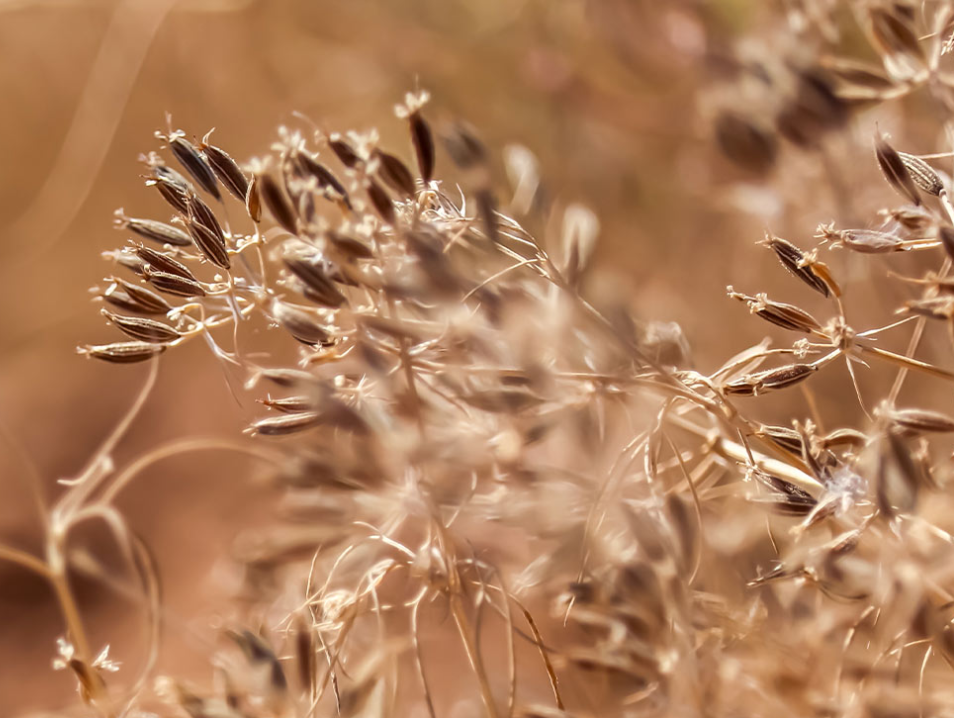 Kümmel caraway